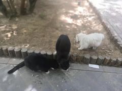 -大觉寺-停车场