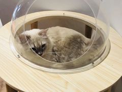 -瞄一喵猫咖(格力海岸店)