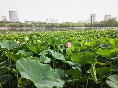 -莲花池公园