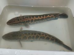 -韩妹鱼庄·泸定老字号(泸定店)