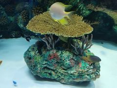 -上海海洋水族馆