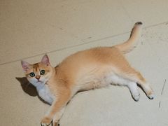 -藏猫猫咖啡主题馆(中央大道店)