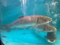 -红日饭店(裕隆三路店)