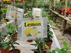 -金马仑薰衣草花园(Cameron Lavender)