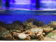 面包蟹-V-ONE西雅图海鲜自助餐厅(仓山万达广场店)