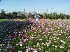 -田园东方蜜桃村的田野营地