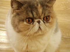 -滚猫咖啡·猫咖·猫友好撸猫(未来城店)