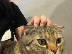 -猫儿山۰猫主题餐厅