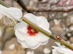 -南京古林公园