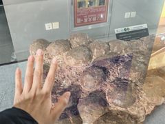-中国西峡恐龙遗迹园