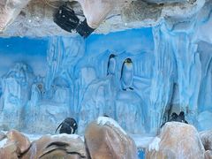-海合安青岛极地海洋公园