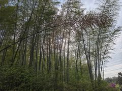 -宜兴龙背山森林公园