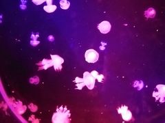 -大连圣亚海洋世界