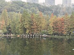 -重庆彩云湖湿地公园