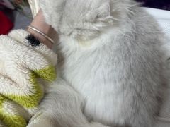 -瑞鹏宠物医院·骨科·猫科·内科(第一中心)