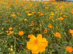 -野狸岛