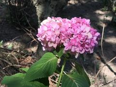 -上海滨江森林公园