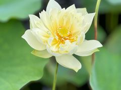 -泗洪洪泽湖湿地景区