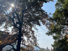 -灵隐飞来峰景区