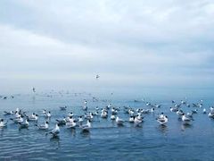 -青海湖国家重点风景名胜区