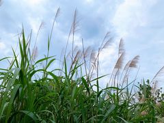 -白塘生态植物园