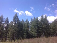 -塞罕坝国家级自然保护区