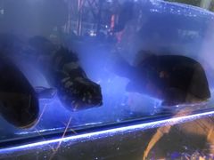 -海之鲜大排档(东山海鲜金銮湾店)