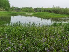 -溱湖国家湿地公园