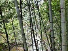 -祁门牯牛降观音堂风景区