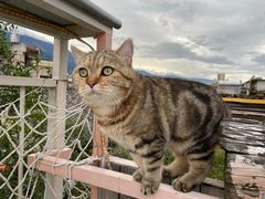 -喵屿·大理花园猫咖