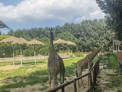 -北京野生动物园