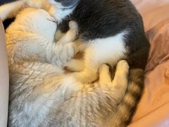 -东方名猫馆·英短金渐层布偶猫舍(环线广场1号楼店)