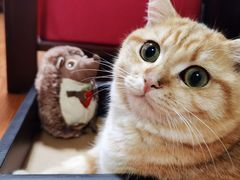 -东方名猫馆·英短金渐层布偶猫舍(环线广场1号楼店)