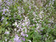 -森林公园(尖草坪区)