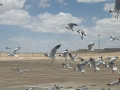 -青海湖国家重点风景名胜区