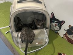 -瑞鹏宠物医院·爱宠堂·骨外专科(西荷分院)