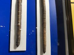 -上海昆虫博物馆