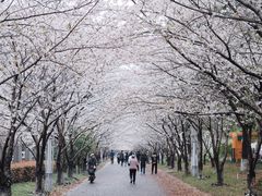 -高东镇樱花园