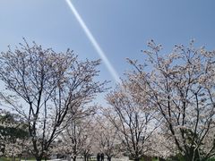 -羊山湖公园
