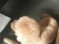-宠物之家Pets Home 宠物寄养酒店