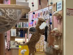 -滚猫咖啡·猫咖·猫友好撸猫(未来城店)