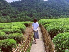 -中国茶叶博物馆(双峰馆区)