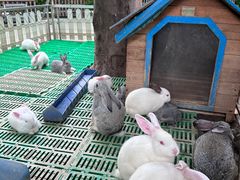 -史努比缤纷世界