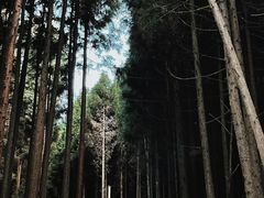 -武陵山森林公园