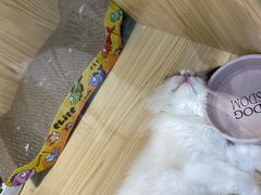 -屋虎猫馆(宝安大仟里店)