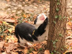 -上海佘山国家森林公园天马山园