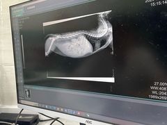 -瑞派动物医院·猫专科·至诚(江南中分院)