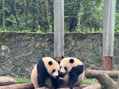 -都江堰中华大熊猫苑