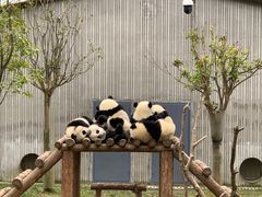 -卧龙中华大熊猫苑神树坪基地