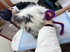 -美联众合动物医院·24h转诊中心